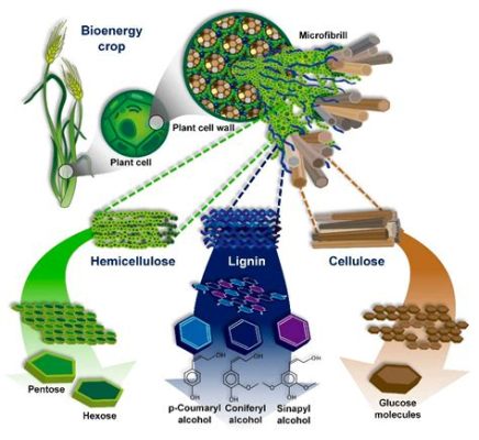 ¿Lignocelulosa para biocombustibles de alto rendimiento? ¡Un material con futuro brillante!